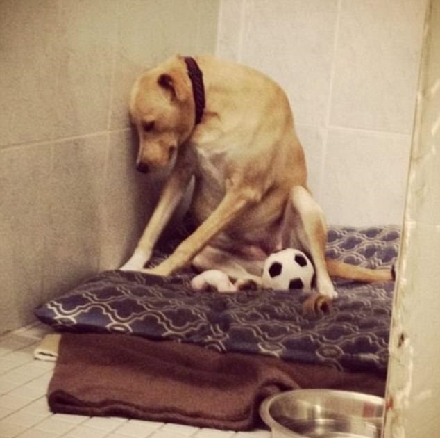 Mighty Mutts| Facebook