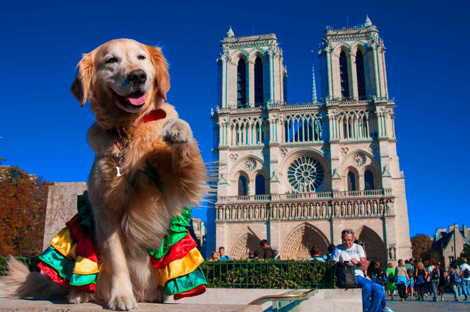 ¡No más jaulas!: Perrita chilena tiene pasaporte y viaja por todo el mundo junto a la tripulación