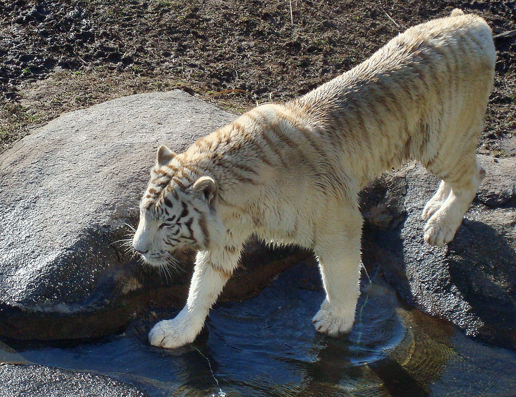 Niño muere tras ser atacado por un tigre blanco en zoológico de Nueva Delhi