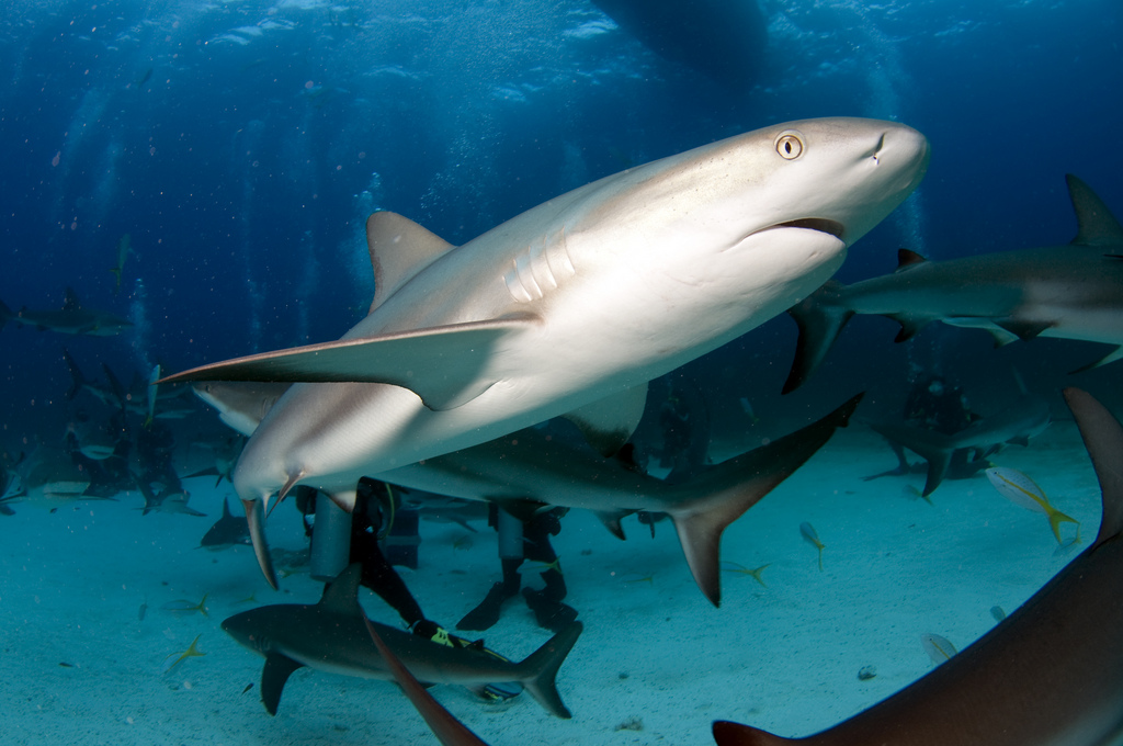 Los tiburones son la mayor amenaza contra tu conexión de Internet