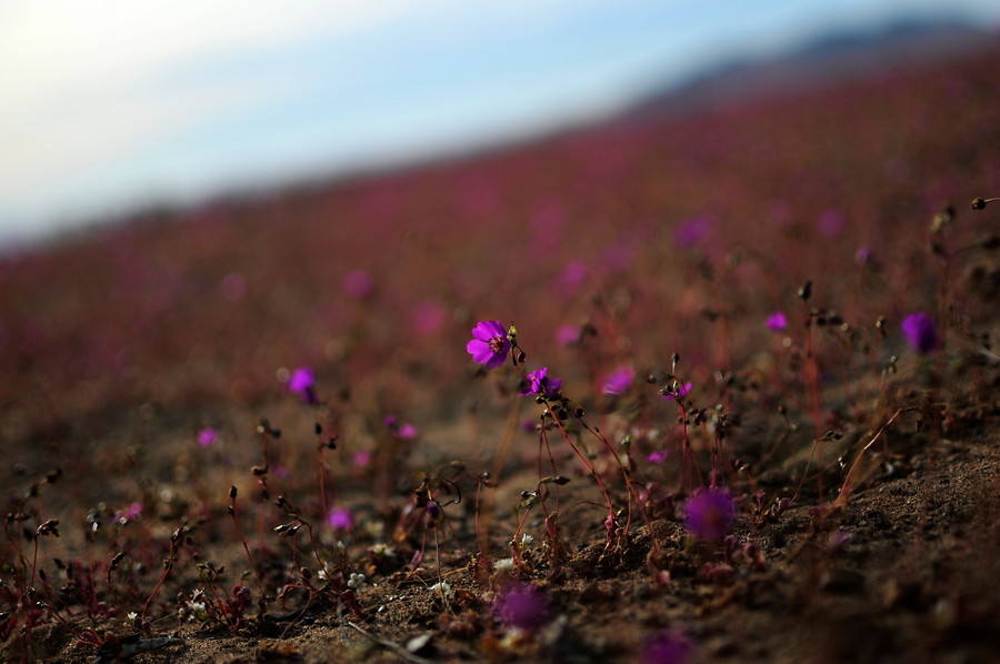 El desierto chileno volvió a llenarse de colores