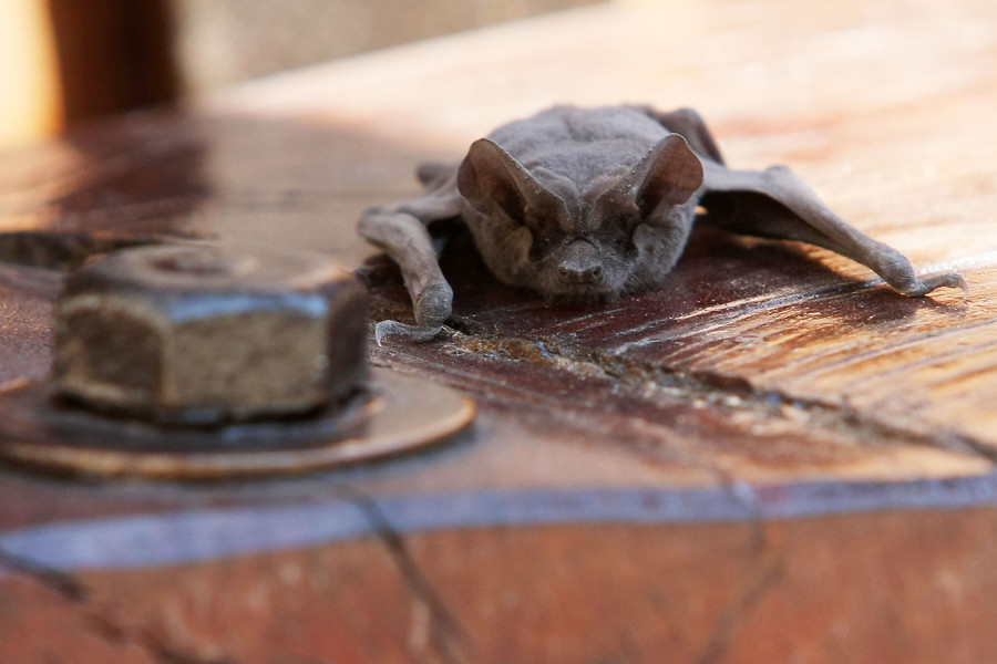 Encuentran a murciélago en tienda Ripley de Temuco