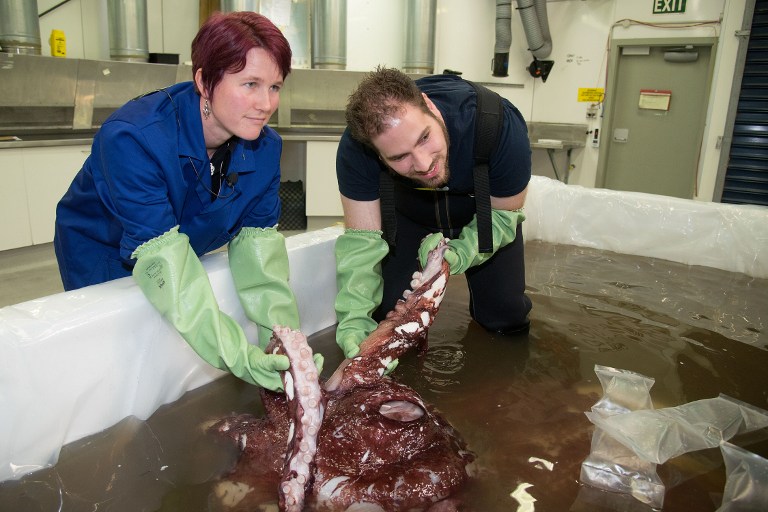 Realizan autopsia a calamar gigante de más de 3 metros de largo y 350 kilos de peso