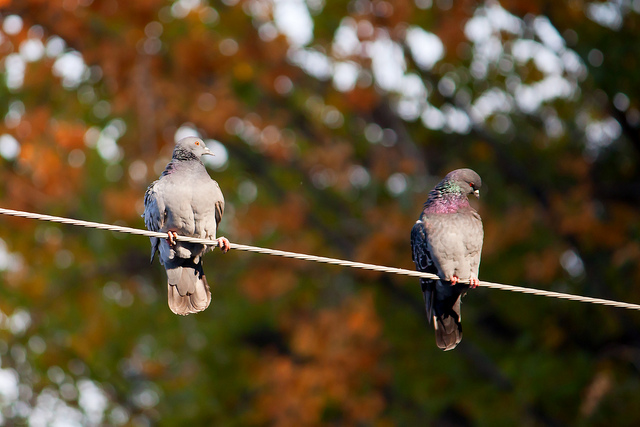 Theophilos Papadopoulos (cc) | Flickr