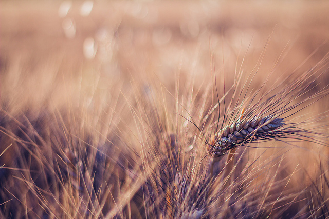 Paco Espinoza (cc) | Flickr