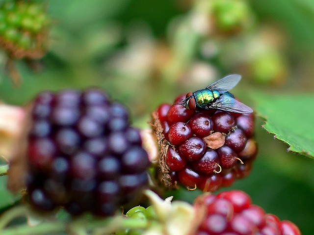 3Peaker (cc) | Flickr