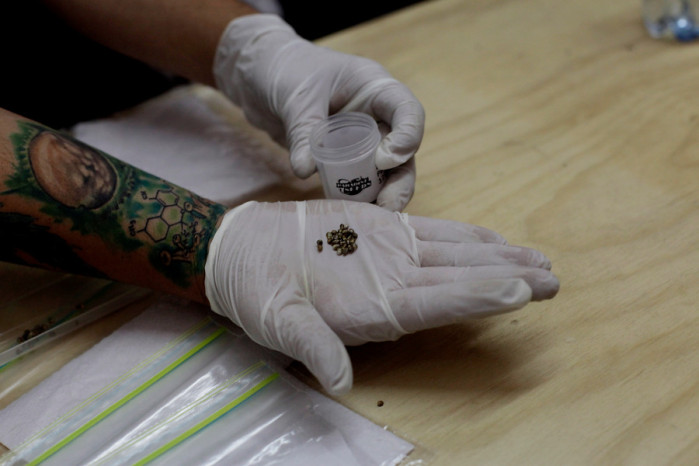 Comienza cultivo de marihuana con fines medicinales en La Florida