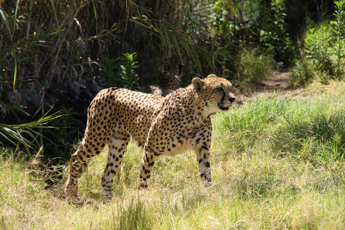 Revelan la causa de la baja en el número de guepardos en el mundo