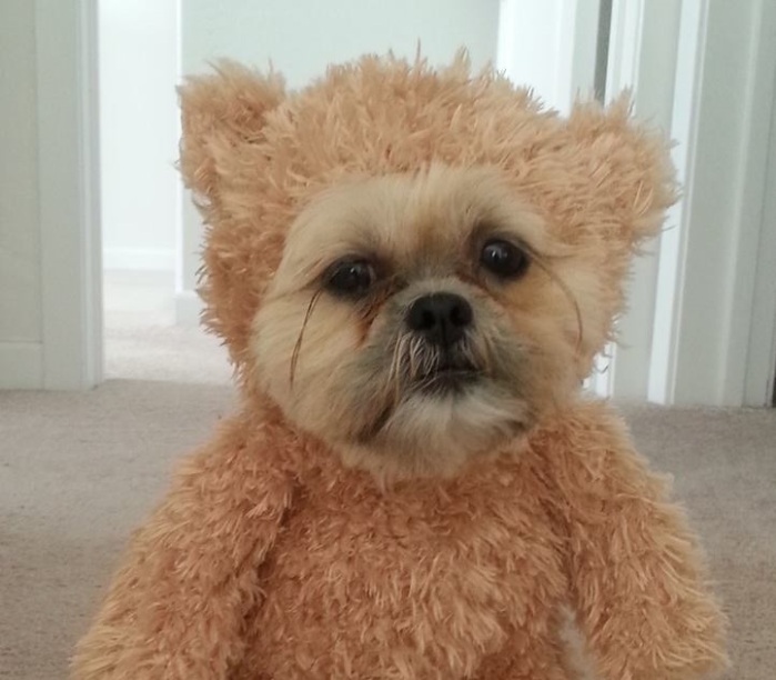 Munchkin: El tierno perro-oso que se volvió viral en las redes sociales