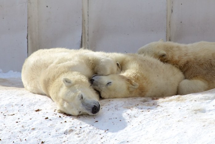 Impactante estudio revela que los osos polares están desapareciendo del Ártico