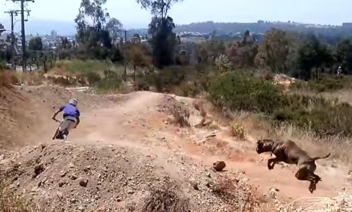 El 'tarro' versión perruna se toma las redes sociales con su fuerte caída