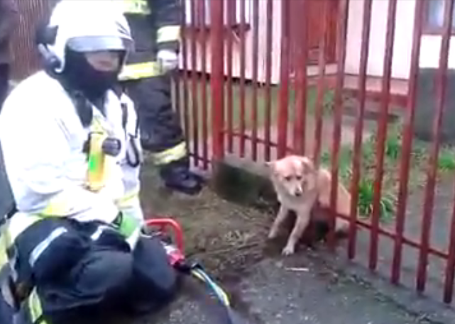 Video de bomberos rescatando a perrito atascado en una reja se vuelve viral
