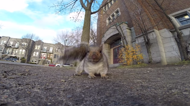 Ardilla se roba costosa cámara sólo para grabar a su dueño desde un árbol