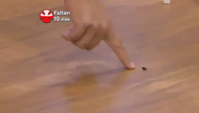 ¡Asqueroso chascarro!: Conductora de matinal se traga una mosca en pantalla