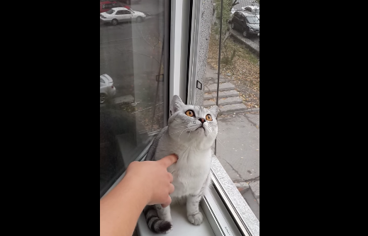 La particular reacción de un tierno gatito al mirar por la ventana