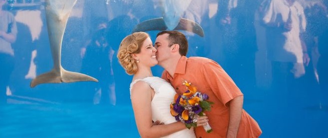 De película: Tierno delfín se atraviesa en plena fotografía de recién casados