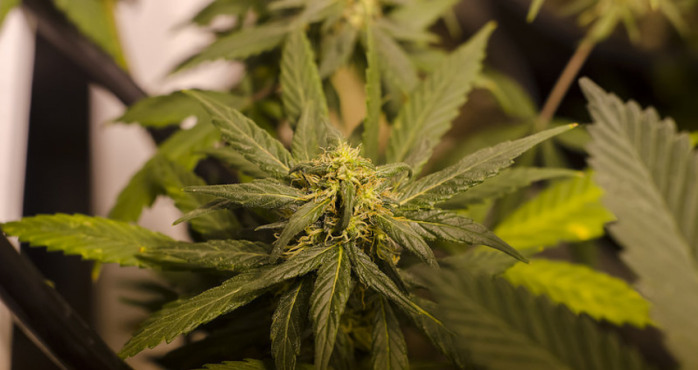 PDI decomisa más de 19 mil plantas de marihuana en la región de O’Higgins