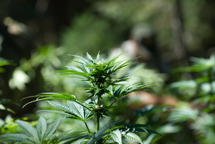 Detienen a mujer que armó su 'árbol navideño' con marihuana de dos metros