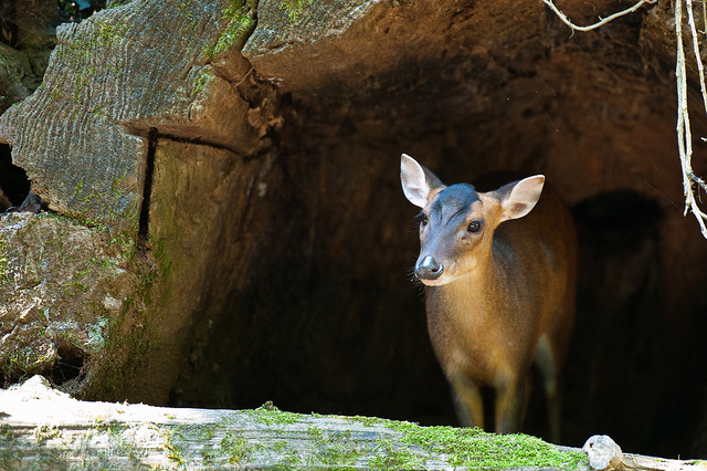 Investigadores de la UACh encuentran fósil de vértebra de pudú de hace más de 10 mil años