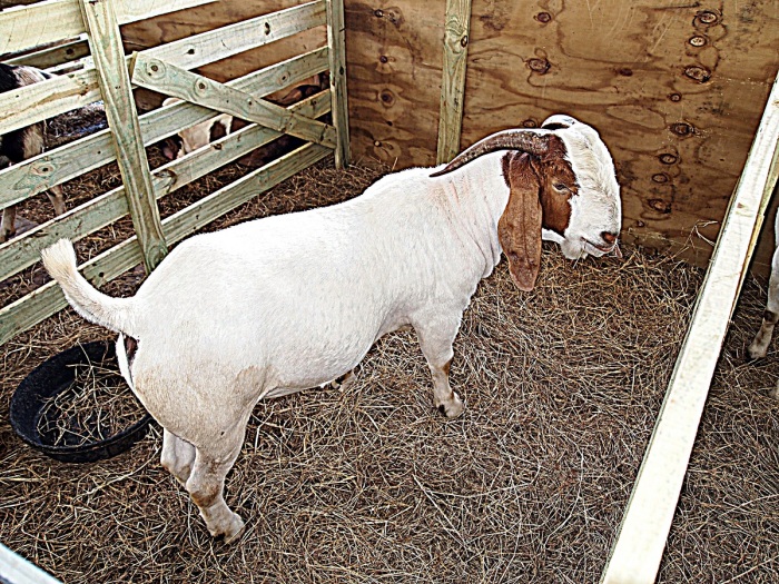 Mujer de Villarrica se gana chivo en una rifa y le entregan un perro como premio