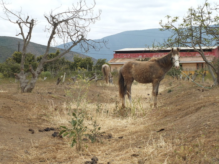 Niña de 5 años recibe patada de caballo durante paseo de curso: permanece grave