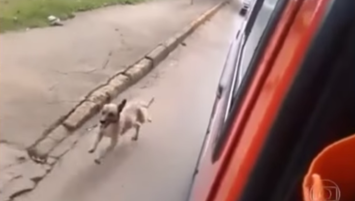 Emocionante: Perrito persigue ambulancia para acompañar a su amo enfermo