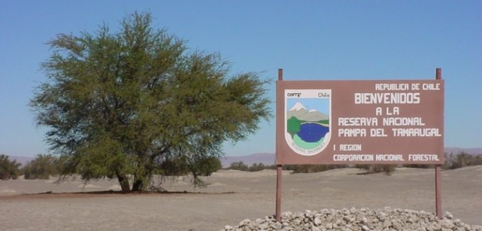 Guardaparques muere tras cortar su pierna con motosierra en Reserva Pampa del Tamarugal