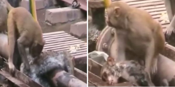 El emocionante video de un mono salvándole la vida a su amigo