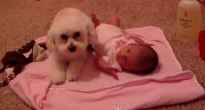 Mascota que protege a una bebé de la aspiradora, arrasa en YouTube