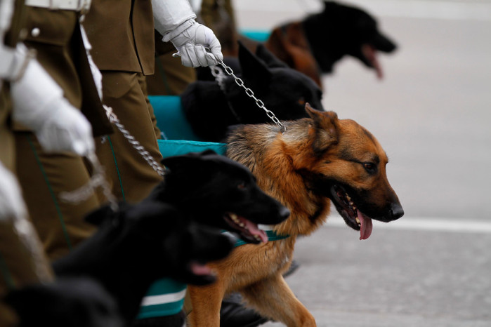 Conoce las tiernas ‘zapatillas’ que utilizarán los perritos de Carabineros para protección