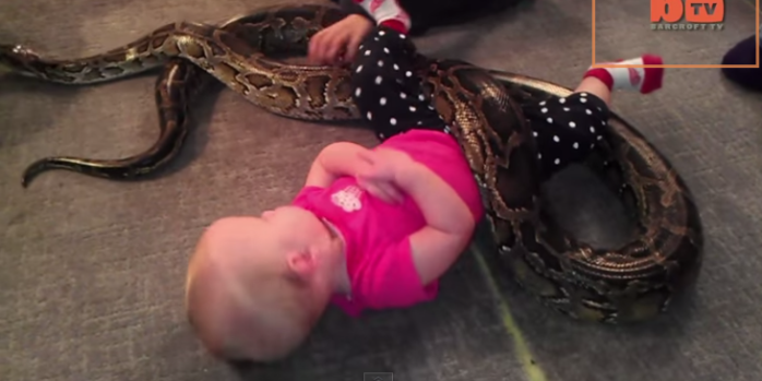 Critican a padre gringo por dejar que su bebé juegue con una pitón domesticada