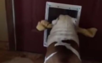 Inocente 'bulldog' y los problemas para pasar su hueso por una puerta