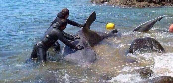 Desmienten foto que señalaba la llegada de un tiburón a costas de Cachagua