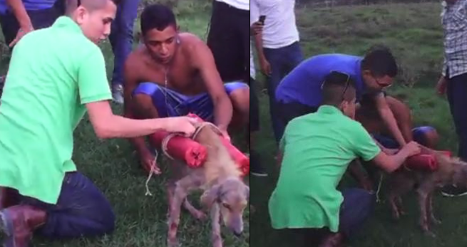 Indignación genera video de jóvenes que hacen estallar a un perro