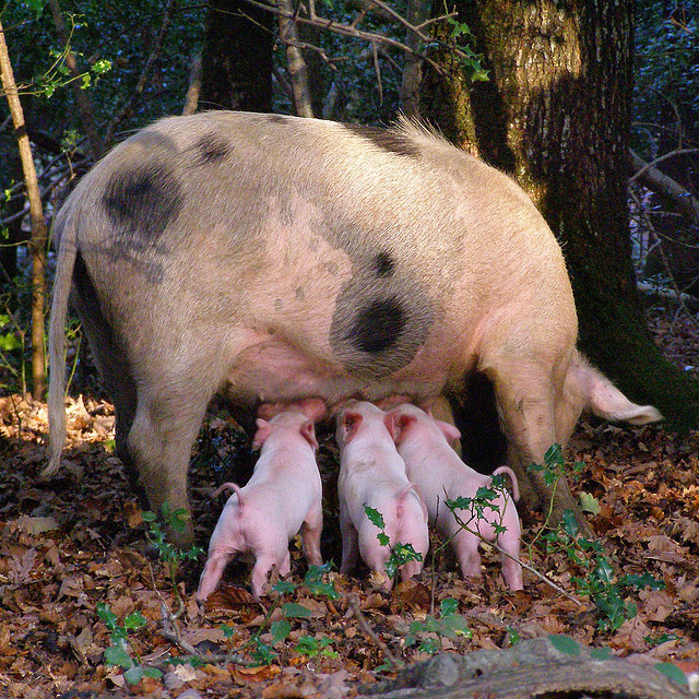 Conmoción en China: Nació 'cerdito' cuyo rostro tiene facciones humanas