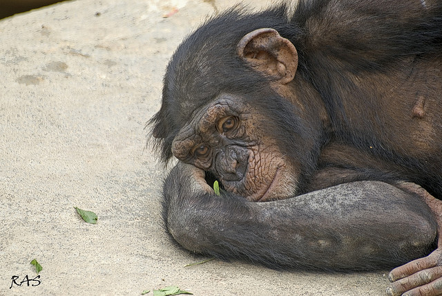 Desarrollan sustancia contra el SIDA de eficacia duradera en los monos