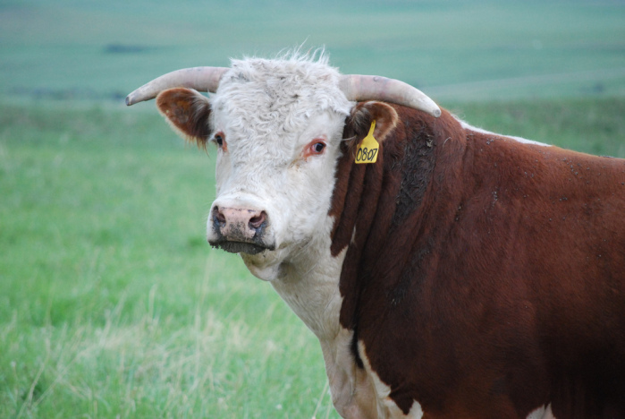 La insólita transformación de toros tras supuesta manipulación genética