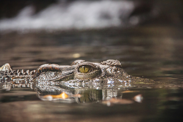 Su esposa fue devorada por un cocodrilo: Esta fue la venganza de su viudo en Uganda