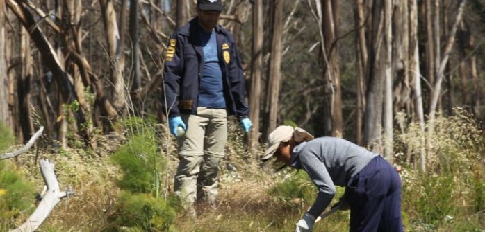 Encuentran huesos humanos en predio forestal de Arauco: Tendrían menos de 30 años