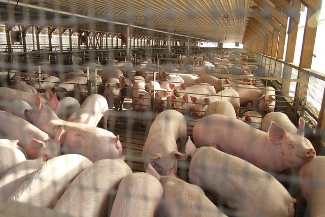 Ex alcalde de Freirina sorprende con sus dichos: Quiere que regrese planta de Agrosuper