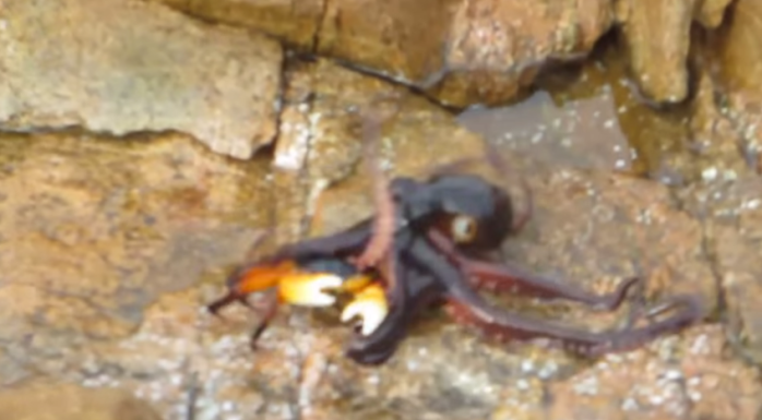 Uno murió: La insólita disputa entre un pulpo y un pequeño cangrejo
