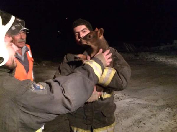 El enternecedor rescate de pudú en incendio forestal en Chiloé