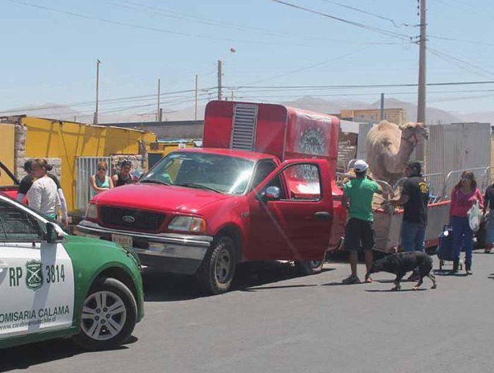 Mujer es mordida por camello del circo 