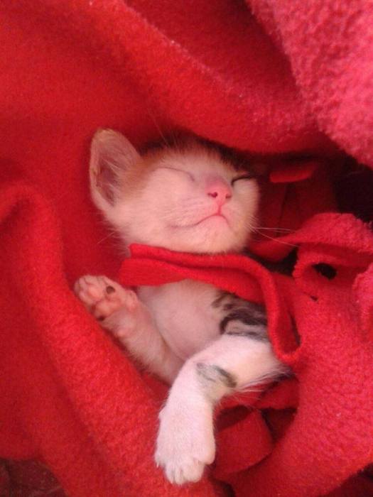 Gatita fue dada por muerta y lanzada a la basura: Así lograron 