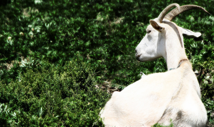 Horóscopo chino: ¿Qué le depara a tu signo este 2015?