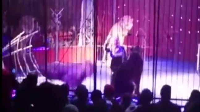 Domadora de leones es atacada por uno en pleno espectáculo circense