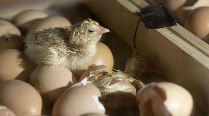 Sexador de pollos: El extraño trabajo que podría hacerte millonario y que nadie quiere