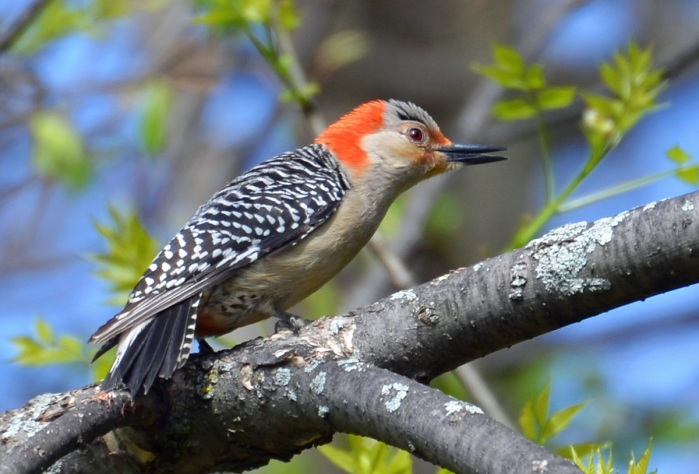 El insólito animalito que pillaron 'cabalgando' arriba de un pájaro carpintero
