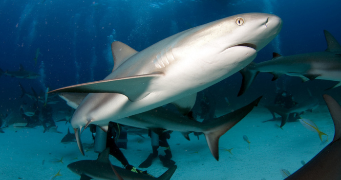Estos son los “temibles” tiburones que capturaron en las costas de Osorno