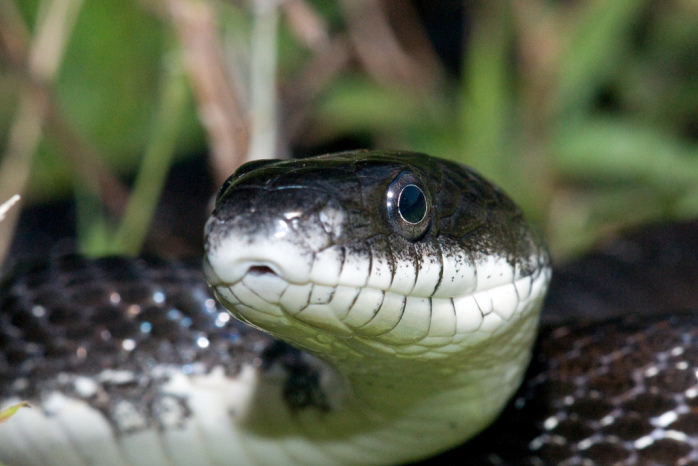 El inesperado animal que pillaron dentro del vientre de enorme serpiente
